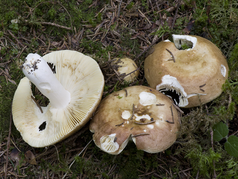 Russula integra